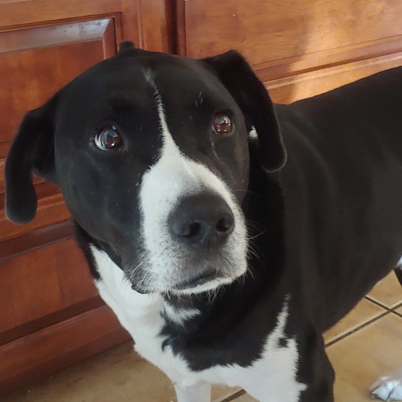 Meet your Posher, Colin - Picture 1 of 1